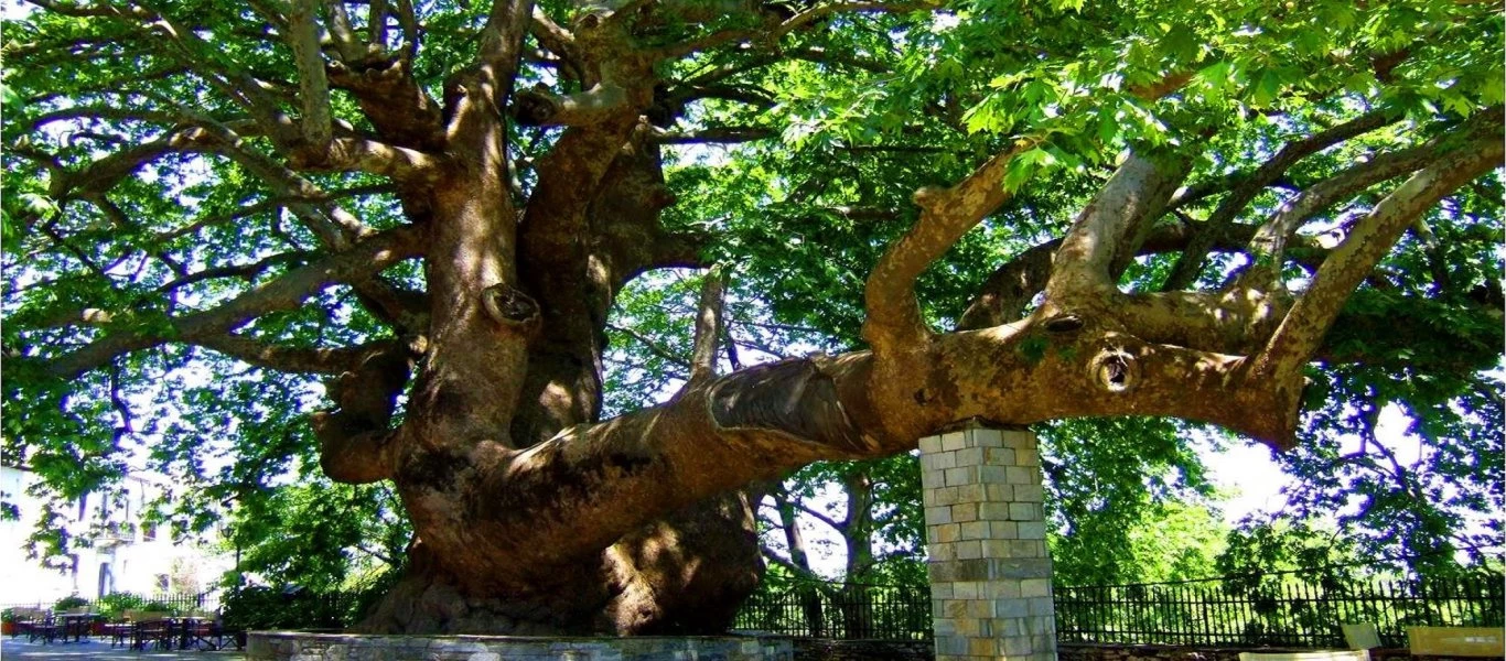 Ο μεγαλύτερος πλάτανος στον κόσμο έχει ηλικία 2.400 ετών και βρίσκεται στην Ελλάδα